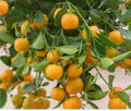 Calamondin Tree in Half Gallon Pot - Tac Chua Citrus Hybrid (Citrus mitis) for Florida Shipping Only