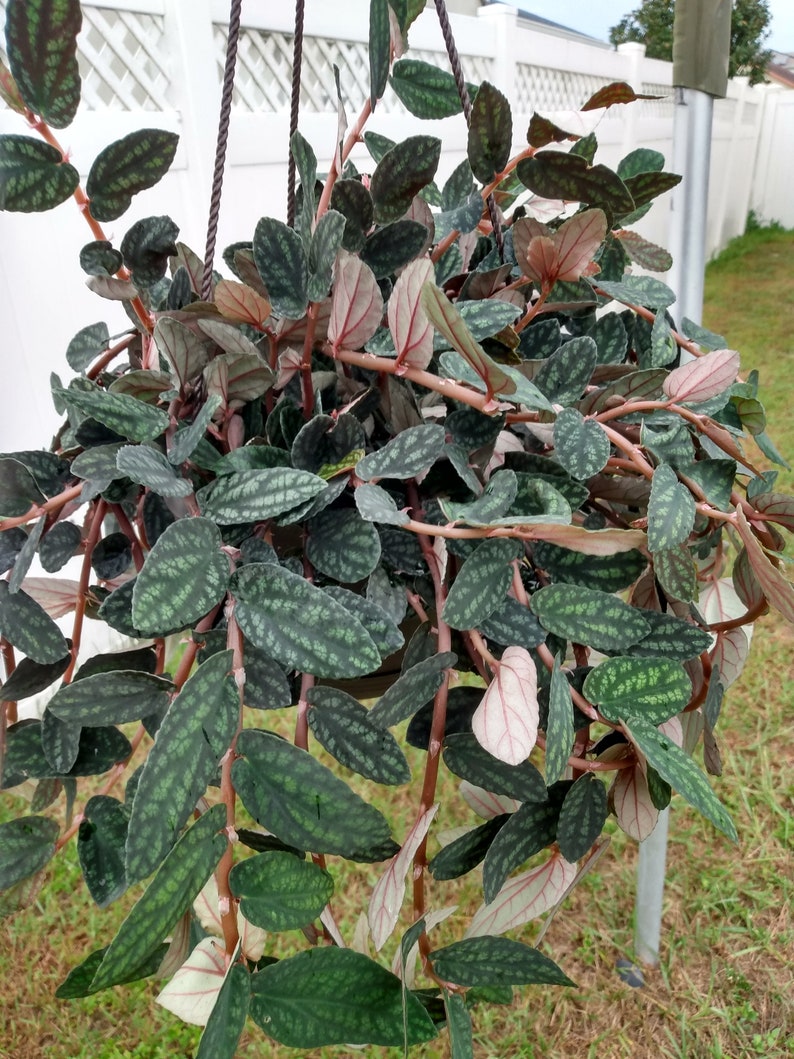 Polynesian Ivy Plant - 1 Small Rooted Plant + 1 Free Cutting - Easy Care Greenery - Ideal for Warmer Zones - Hoya Carnosa