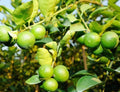 Key Lime Tree - 1/2 Gallon Pot - Grafted Citrus Aurantiifolia - Florida Shipping Only - Edible Ornamental Plant