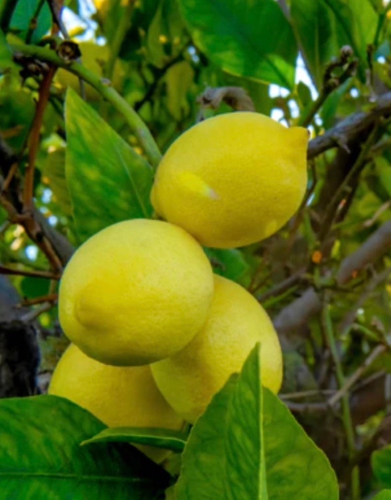 Harvey Lemon Tree in 1/2 Gallon Pot, Grafted Citrus, Citrus x limonia, Cold-Hardy Lemon for Florida Shipping Only