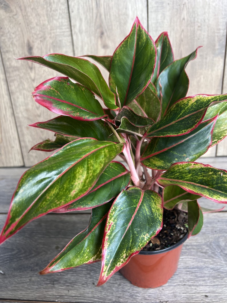 Aglaonema Siam Plant in 6" Pot - Siam Aurora Aglaonema - Low Light Houseplant - Easy Care Indoor Plant - Aglaonema commutatum