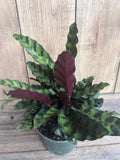 Rattlesnake Plant 4" Pot - Calathea lancifolia - Indoor Prayer Plant - Ornamental Houseplant with Decorative Leaves