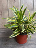 Dracaena reflexa Song of India Plant, 6" Pot, Indoor Tropical Houseplant, Green & Yellow Foliage, Easy Care