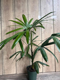 Rhapis Palm, 6" Pot, Air Purifying Lady Palm, Rhapis excelsa, Indoor/Outdoor Plant, Tropical Houseplant, Non-Toxic to Pets