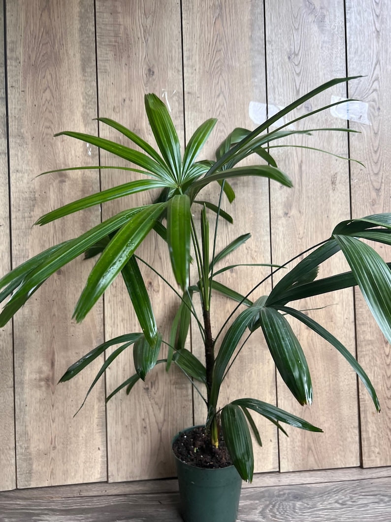 Rhapis Palm, 6" Pot, Air Purifying Lady Palm, Rhapis excelsa, Indoor/Outdoor Plant, Tropical Houseplant, Non-Toxic to Pets