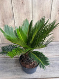 King Sago Palm 6" Pot | Cycas revoluta | Ornamental Indoor/Outdoor Plant | Drought Tolerant Exotic Accent
