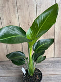 White Bird of Paradise Plant in 6" Pot - Strelitzia nicolai - Tropical Indoor Ornamental Plant with Glossy Leaves