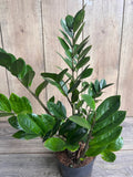 ZZ Plant in 6" Pot - Zamioculcas Zamiifolia - Low Light, Drought Tolerant Houseplant, Easy Care Indoor Plant