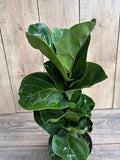 Ficus Lyrata Bambino Plant in 6" Pot | Stylish Indoor Foliage | Easy Care Houseplant | Air Purifying Ficus Lyrata
