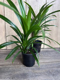 Pandan Plant in 4" Pot | Aromatic Pandanus | Fresh Leaves for Cooking | Culinary Herb | Pandanus amaryllifolius