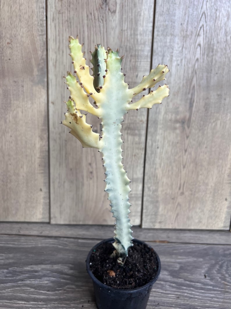 Ghost Cactus | 4" White Variegated Euphorbia Lactea | Rare Candelabra Succulent Plant | Low-Maintenance Indoor/Outdoor Decor