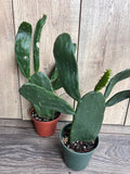 Prickly Pear Cactus in 4" Pot | Opuntia Variety | Edible Plant | Nopales | Paddle Cactus | Low Maintenance Indoor/Outdoor