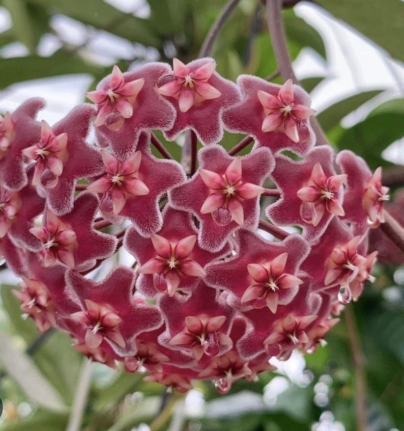 Hoya Pubicalyx Splash Plant in 6" Pot with Hoop - Tropical Indoor Plant with Waxy Leaves, Dark Pink Flowers - Hoya Pubicalyx
