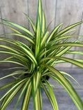 Large Variegated Dwarf Pandanus in 1 Gallon Pot - Pandanus baptistii Aureus - Fast-Growing Ornamental Plant