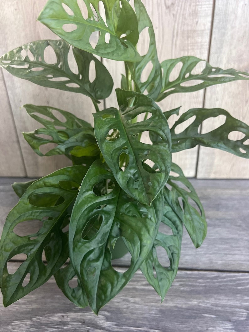 Monstera Adansonii Plant in 4" Pot - Swiss Cheese Vine - Indoor Tropical Houseplant - Easy Care & Low Light Tolerance