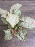 Syngonium Milk Confetti Plant in 4" Pot - Unique Colorful Houseplant, Easy Care Syngonium podophyllum