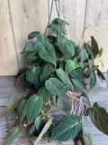 Philodendron Micans Plant in 8'' HB Pot | Velvet Leaves, Trailing Variety | Easy-Care Houseplant | Philodendron micans