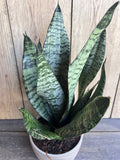 Large Sansevieria Futura Robusta Plant in 6” Pot - Easy Care Snake Plant, Air Purifying, Sansevieria trifasciata Robusta