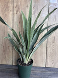 Sansevieria Sayuri Snake Plant in 6" Pot - Air Purifying Indoor Houseplant, Low Light Tolerant, Easy Care Succulent