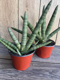 Sansevieria Starfish Plant in 4" Pot, Boncel - Easy Care Indoor Succulent, Air Purifying Houseplant, Snake Plant