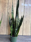 Sansevieria Black Coral Plant in 6" Pot | Snake Plant | Air Purifying Houseplant | Sansevieria trifasciata