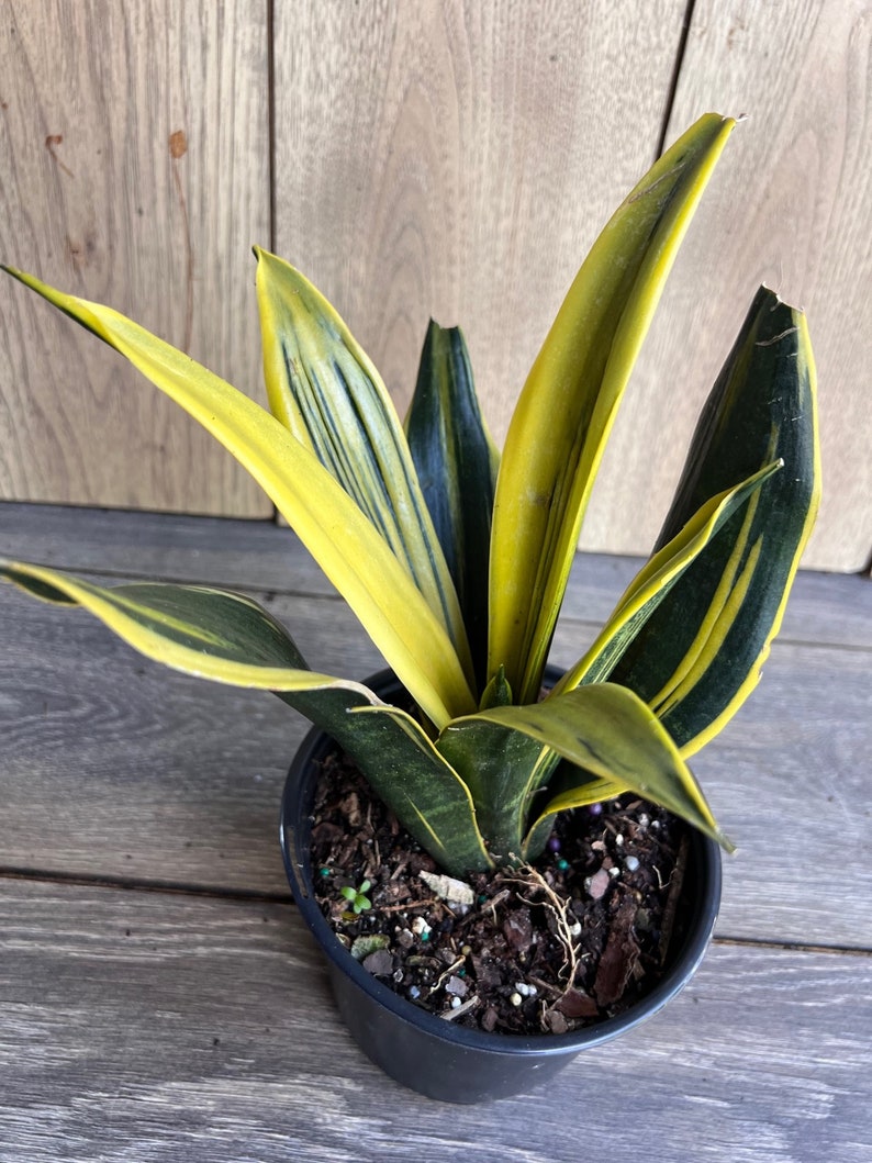 Golden Flame Sansevieria 6" Pot | Snake Plant | Sansevieria trifasciata | Low Maintenance Indoor Plant | Air Purifying Houseplant