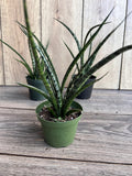 Sansevieria Fernwood Mikado 4" Pot | Live Air Purifying Plant | Snake Plant | Low Light & Drought Tolerant Houseplant