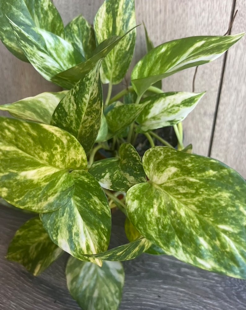 Golden Pothos Plant in 6" Pot | Air Purifying Houseplant | Devil's Ivy | Epipremnum Aureum | Low Maintenance Indoor Plant