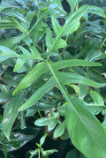 Philodendron Pedatum Glad Hands Plant in 4" Pot - Oak Leaf Variety with Red Stems - Easy Care Houseplant, Indoor Foliage