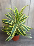 Song of India Plant, 4" Pot, Dracaena reflexa, Indoor Decorative Houseplant, Easy Care Tropical Foliage, Green and Yellow Leaves