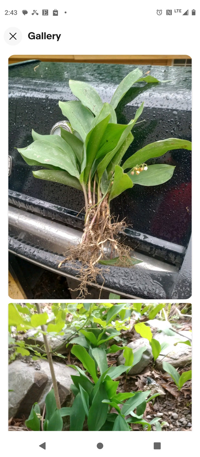 Lily of the Valley Bare Root Plants (100) - Fragrant White Flowering Perennials - Convallaria majalis