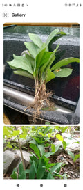 Lily of the Valley Bare Root Plants (20+) - Fragrant White Flowering Perennials - Convallaria majalis