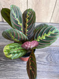Red Maranta in 4" Pot - Herringbone Plant, Indoor Prayer Plant, Maranta leuconeura