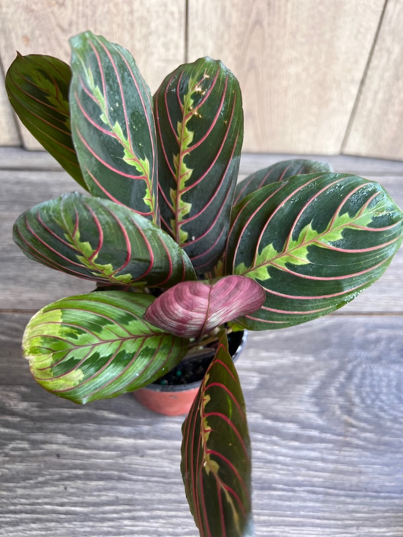 Red Maranta in 4" Pot - Herringbone Plant, Indoor Prayer Plant, Maranta leuconeura