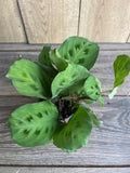 Maranta Leuconeura Green 4" Pot | Herringbone Prayer Plant | Indoor Houseplant | Non-Toxic to Pets
