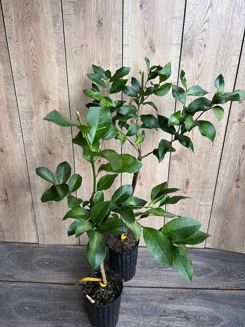Harvey Lemon Tree in 1/2 Gallon Pot, Grafted Citrus, Cold-Hardy Subtropical Fruit - Citrus × limon 'Harvey'