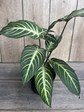 Xanthosoma Lindenii Magnificum Plant in 6" Pot | Caladium Lindenii | Angel Wing Plant | Araceae Family