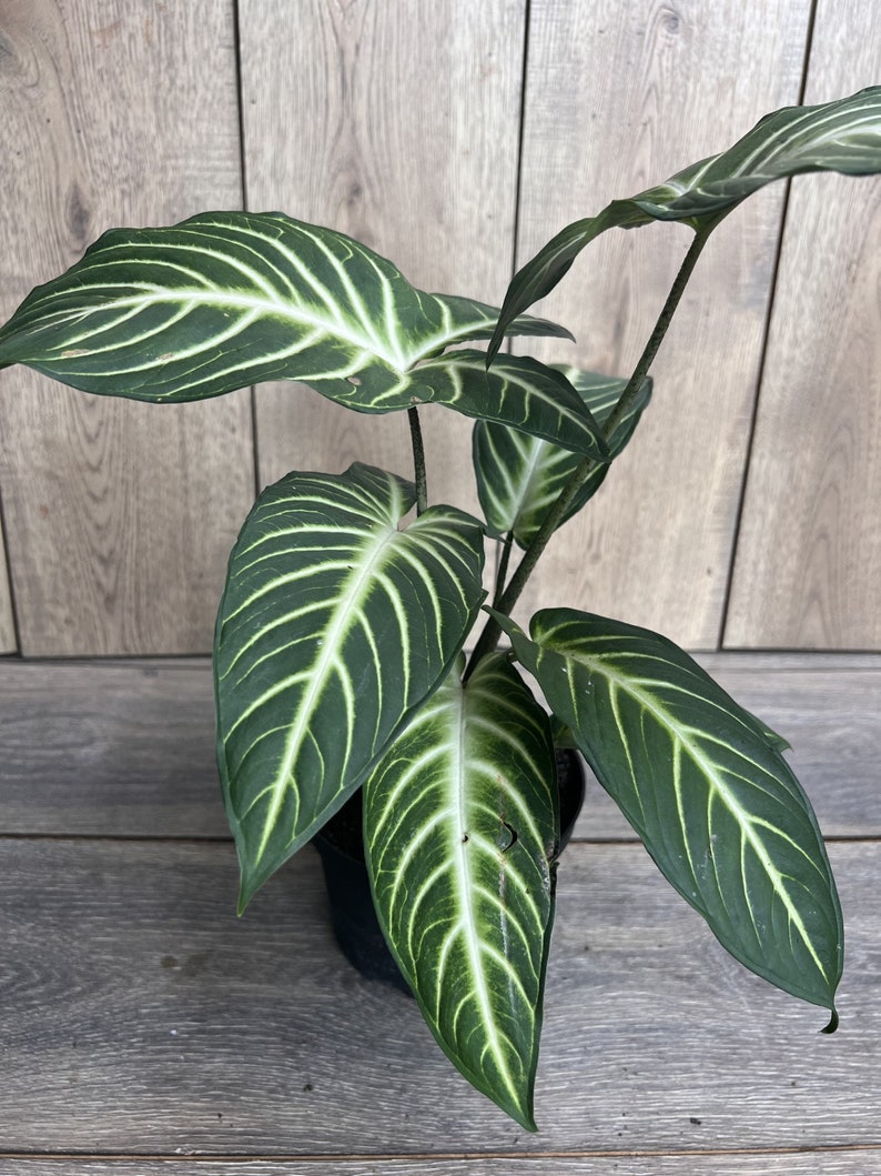 Xanthosoma Lindenii Magnificum Plant in 6" Pot | Caladium Lindenii | Angel Wing Plant | Araceae Family