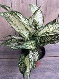 First Diamond Aglaonema Plant in 6" Pot - White Aglanoema with Green Speckles, Aglaonema 'First Diamond'