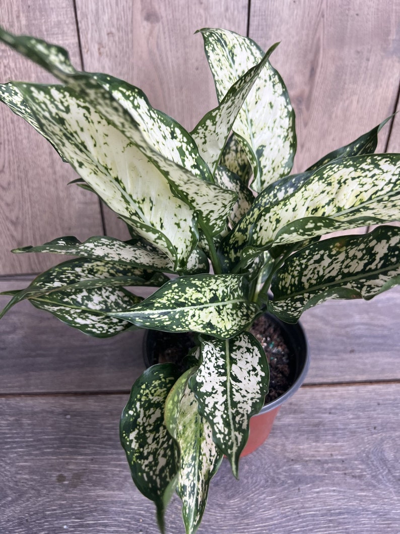 First Diamond Aglaonema Plant in 6" Pot - White Aglanoema with Green Speckles, Aglaonema 'First Diamond'
