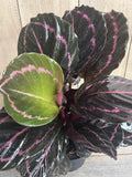 Calathea Dottie Plant in 6" Pot - Black Leaves with Pink Halo, Maranta Family, Non-Toxic Indoor Houseplant