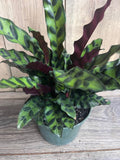 Rattlesnake Plant 6" Pot Calathea lancifolia Indoor Houseplant Prayer Plant Non-Toxic to Pets