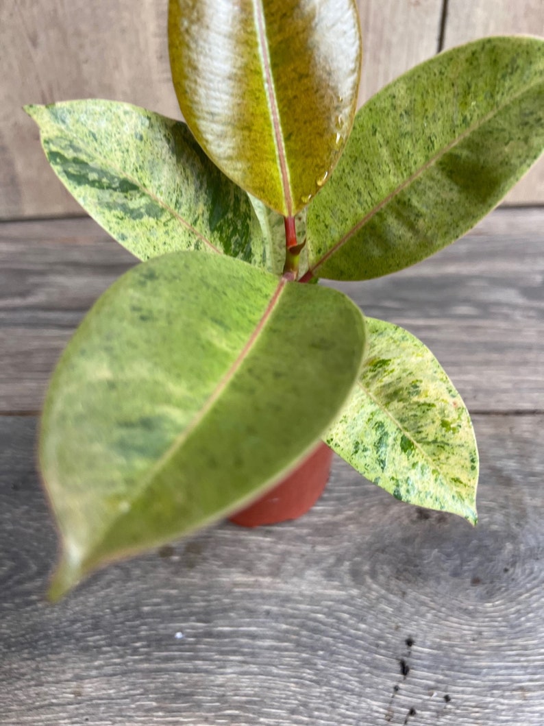 Ficus Shivereana Variegated 4" Potted Plant - Rare Indoor Plant with Lime Green Leaves, Ficus lyrata