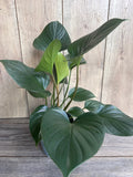 Homalomena Emerald Gem Plant in 6" Pot | Low Light Houseplant | Tropical Indoor Greenery | Hamalomena