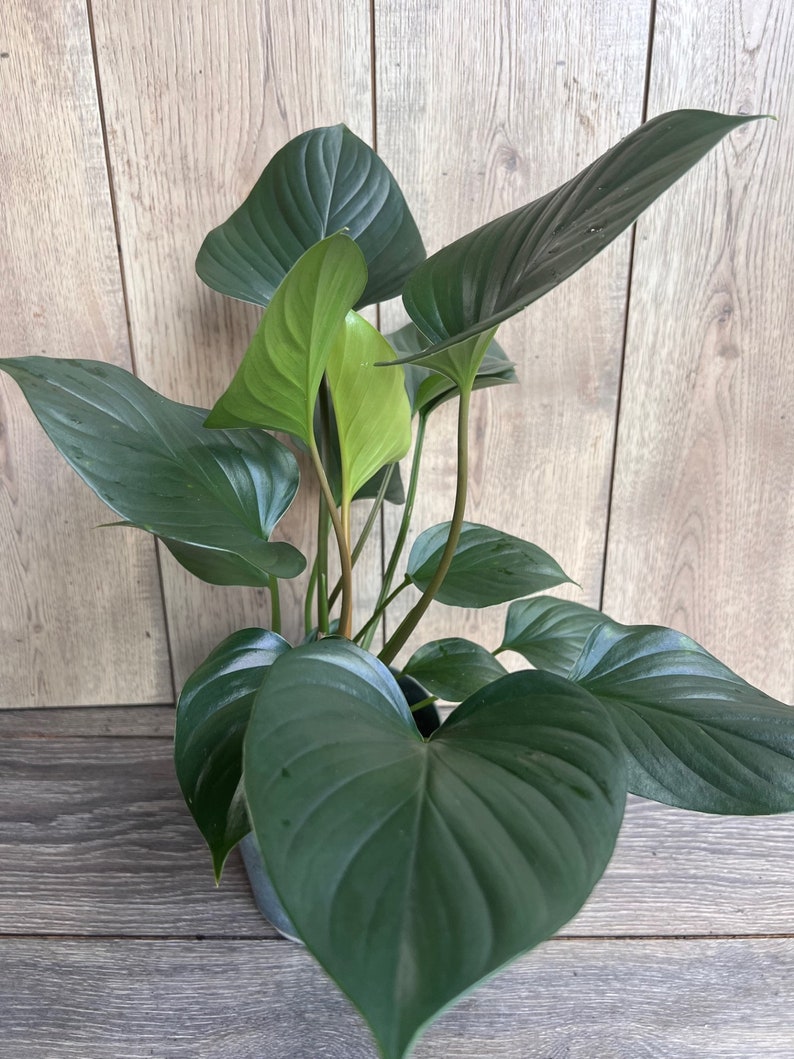 Homalomena Emerald Gem Plant in 6" Pot | Low Light Houseplant | Tropical Indoor Greenery | Hamalomena