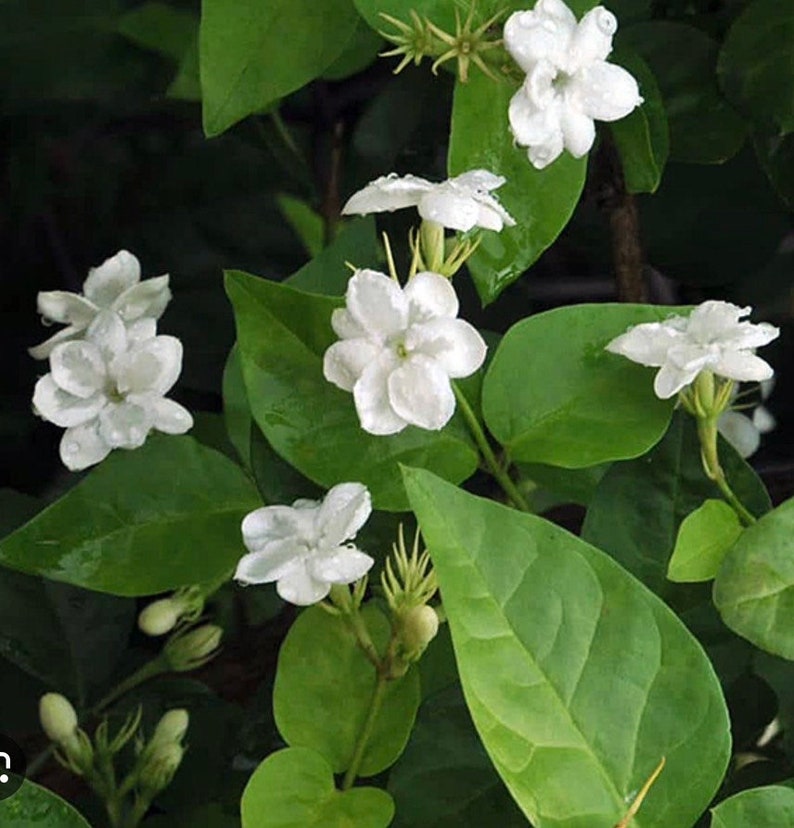 Sambac Arabian Jasmine Live Plant 4" Pot, Fragrant White Flowers, Jasmine Sambac, Low Maintenance Indoor/Outdoor Plant