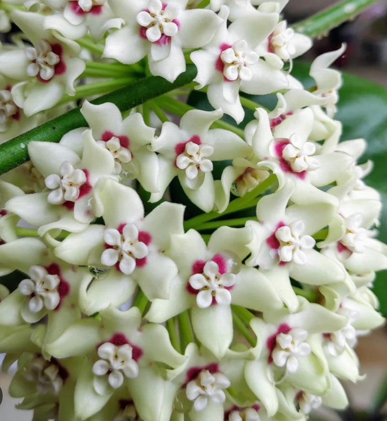 Hoya Plant in 6" Pot - Hoya Australis Lisa - Hardy Climbing Vine - Fragrant White Flowers - Epiphytic Houseplant
