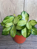 Hoya Plant 4" Pot Variegated Australis Lisa Wax Vine (Hoya australis var. Lisa) - Beautiful Foliage & Blooms