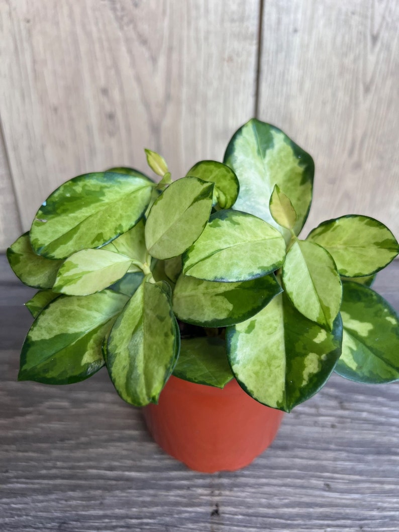 Hoya Plant 4" Pot Variegated Australis Lisa Wax Vine (Hoya australis var. Lisa) - Beautiful Foliage & Blooms