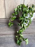 Hoya Hindu Rope Plant in 6" Pot - Hoya carnosa compacta - Unique Curly Leaves and Easy Care Succulent - Indoor Hanging Plant